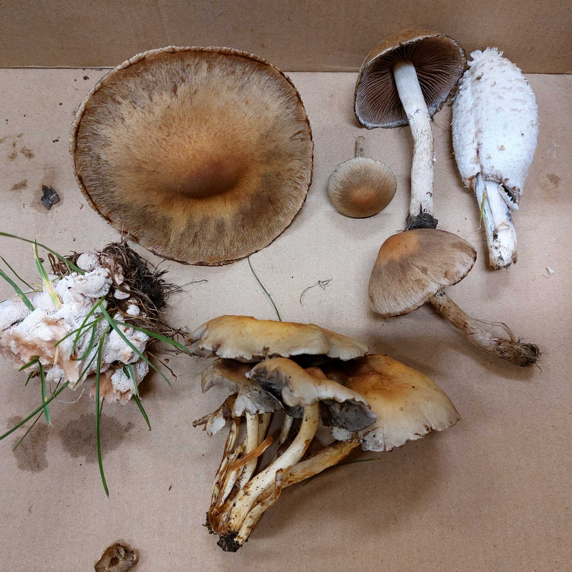 8 Op naar de échte herfst - week van 20 tot 24 oktober.