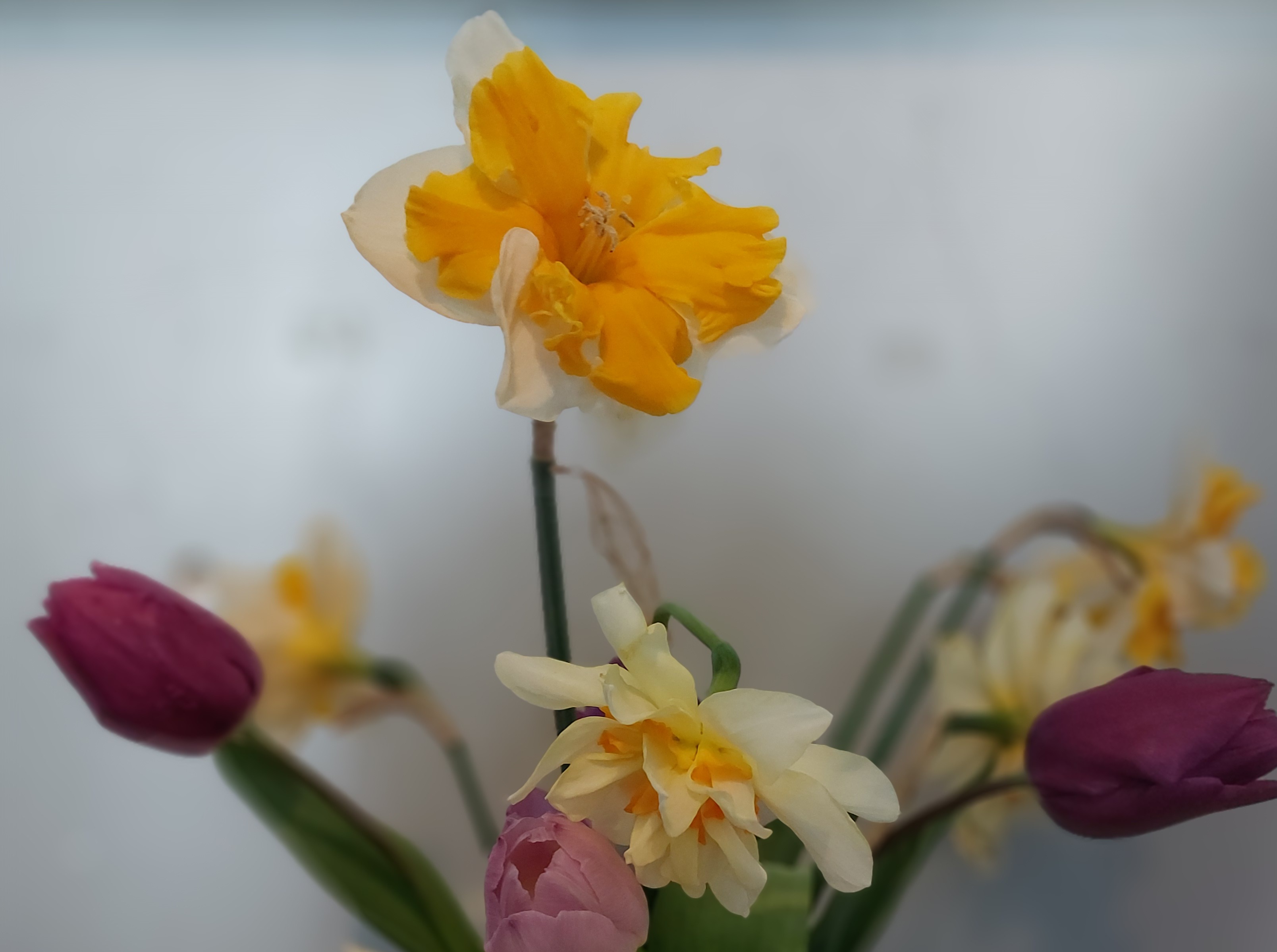 26 Lentekriebels - week 23 tot 27 maart