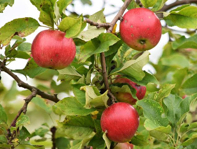 Lekkere appeltjes aan de appelboom