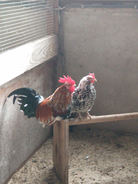 Bezoek aan het kakelende kippenmuseum